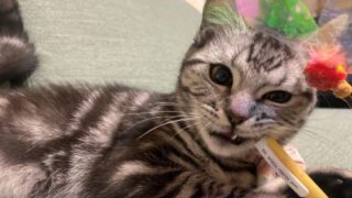 猫を飼って1年以内の人