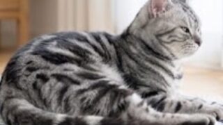 猫のこと　いろいろ